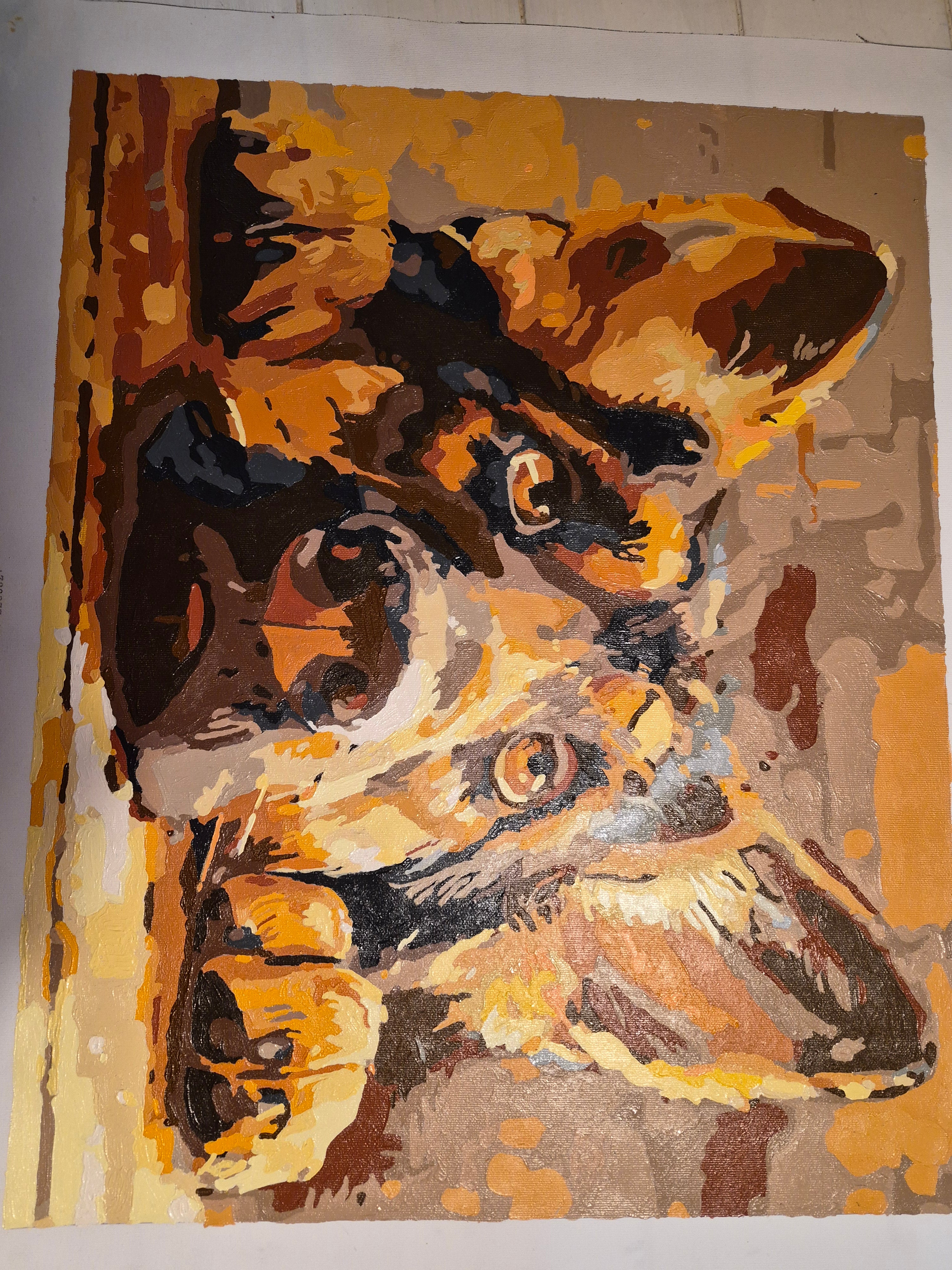 Australian Shepherd