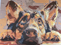 Australian Shepherd