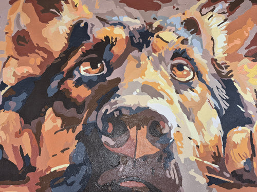 Australian Shepherd